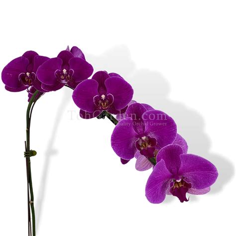 Phalaenopsis Dark Purple - Toh Garden : Singapore Orchid Plant & Flower ...