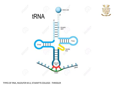 Types of RNA | PPT