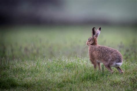 Peak District Wildlife - Hares | Peak District Online