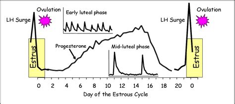 Cow Estrous Cycle Hormones All About Cow Photos | Hot Sex Picture