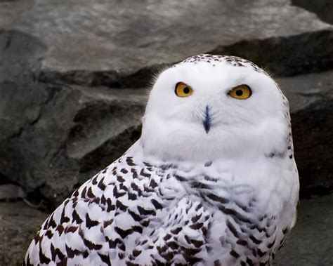 File:Snowy Owl 1.jpg - Wikimedia Commons