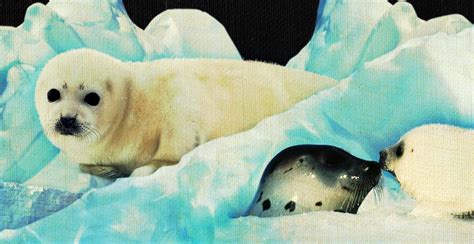 Baby harp seals will no longer be killed for their fur - My Dream for Animals