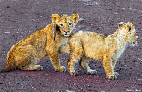 Lion Cubs Playing | Ngorongoro Crater, Tanzania 2019 | Steve Shames ...