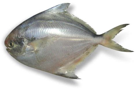 Pashudhan and Animal Science : Pamphelt Pomfret fish – Health Benefits