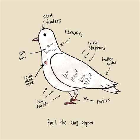 Anatomy of a Pigeon - Pigeon - T-Shirt | TeePublic