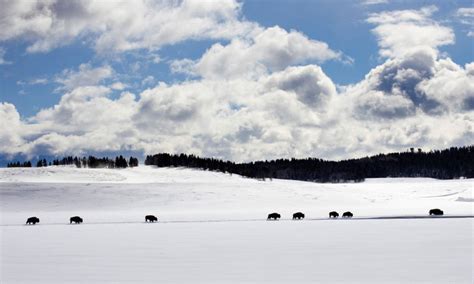 Yellowstone National Park: Winter Wildlife Viewing - AllTrips