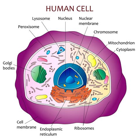 Human cell diagram | Etsy