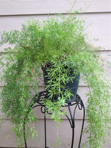 Asparagus Fern | Asparagus fern, Plants, Yard landscaping