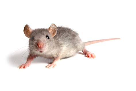 Are House Mice Dangerous? - ClearDefense Pest Control