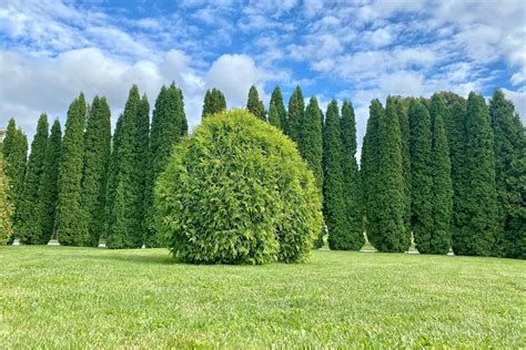 How to Grow and Care for Arborvitae Trees | Gardener’s Path