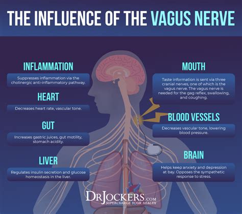 Unique Tips About How To Increase Vagal Tone - Feeloperation