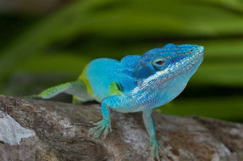 Lagarto Azul de Gorgona (Anolis gorgonae) | Animals, Blue lizard, Lizard