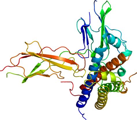 Structure Of The Growth Hormone Receptor Protein Clipart - Full Size ...