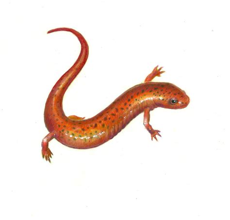 Salamander Drawing at GetDrawings | Free download