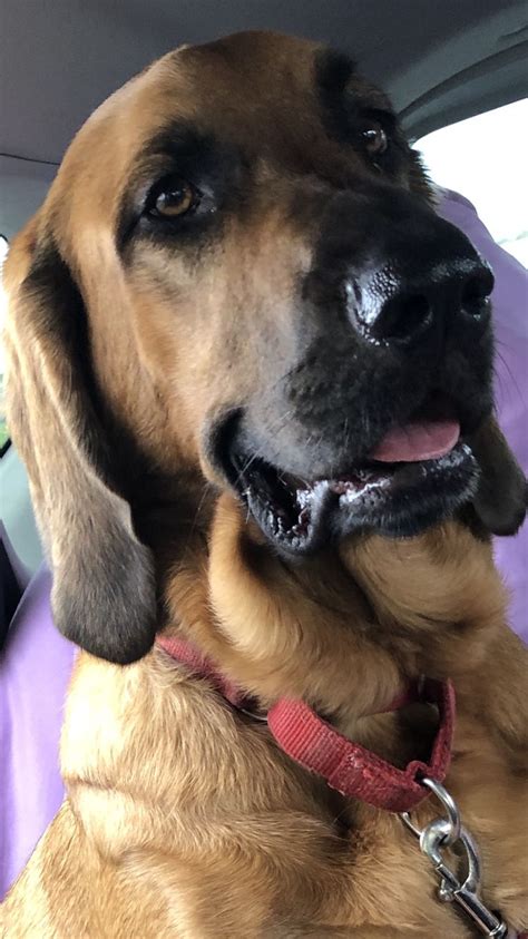 Roscoe-Bloodhound/Lab mix rescued | Cute dogs, Bloodhound, Roscoe