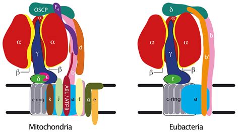 Atp Synthase Structure