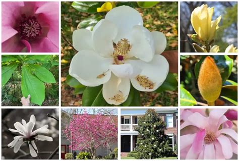 16 Different Types of Magnolia Trees & Identifying Features