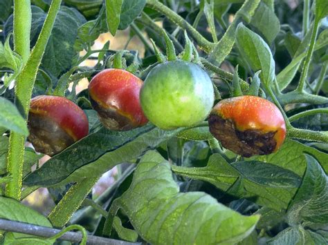 Tomato Growing Problems & Solutions - Gardening In LA