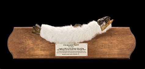 How A Fur-Bearing Trout Made It Into A Denver Science Museum Display | Colorado Public Radio