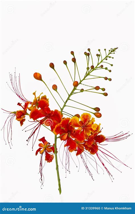 Pride Of Barbados Flower Stock Photo - Image: 31339960