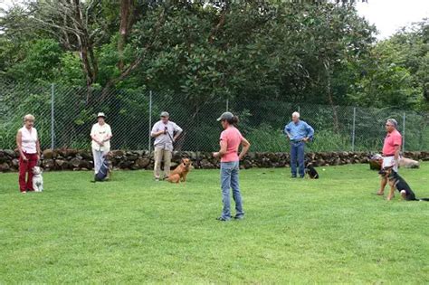 Are Dog Obedience Training Classes Worth It? (Cost, Pros…)