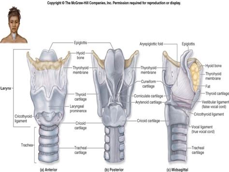 Larynx anatomy ct and mri