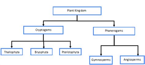 Plant Kingdom: Classification, Examples, and Characteristics