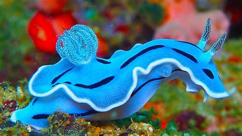 19 INCREDIBLY Colorful Sea Creatures - YouTube