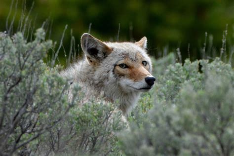 20 Amazing Wildlife Photos in Yellowstone National Park | Wildlife ...