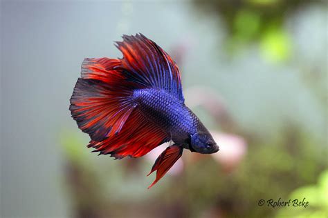 Betta splendens | Akvaristika i teraristika