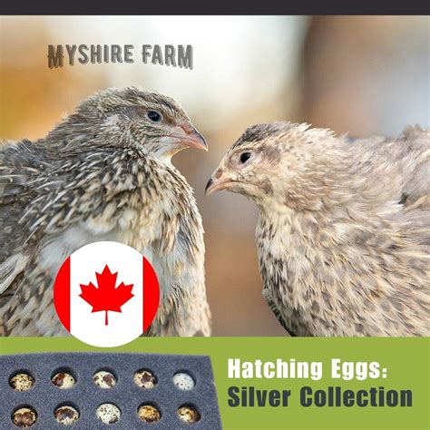 myshire-farm-coturnix-quail-hatching-eggs-schofield-silver-collection-ssc-9551sf-CAN – Myshire Farm