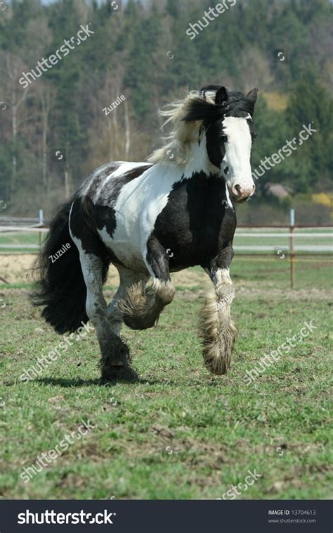 Gypsy Vanner Stallion Running Stock Photo 13704613 : Shutterstock