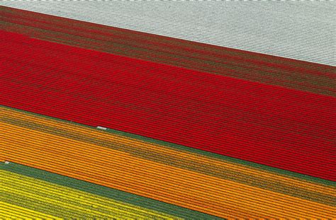 Tulip Fields1 – Fubiz Media