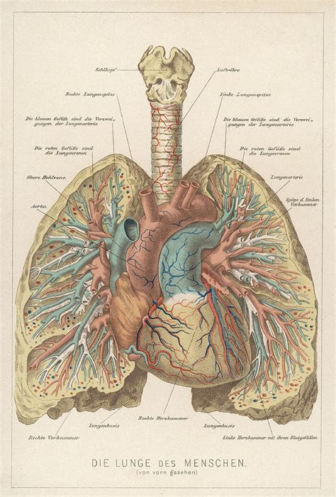 Detailed Diagram Of The Lungs Drawing by Mary Evans Picture Library - Fine Art America