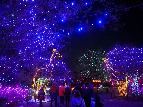 Little Hiccups: Denver Zoo Lights