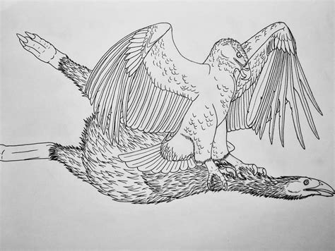 Haast's Eagle by Saberrex on DeviantArt