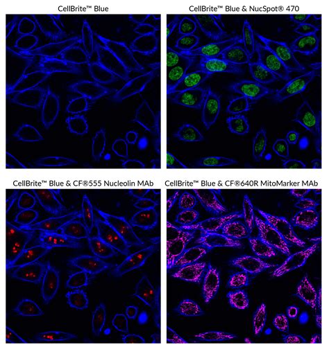 CellBrite® Cytoplasmic Membrane Dyes - Biotium