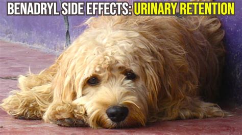 Does Benadryl Cause Urinary Retention In Dogs?