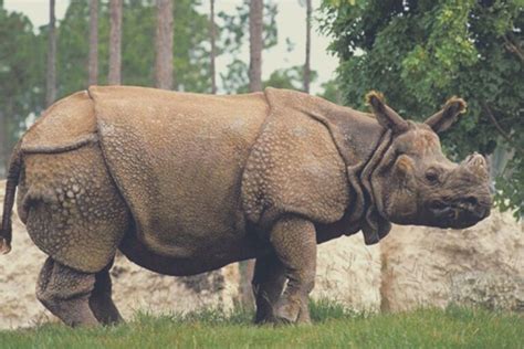 Why Javan Rhinoceros Joins Endangered Species list? [ only 72 left ]