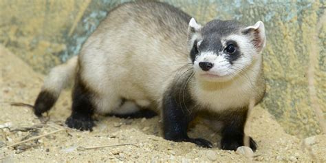 Black-footed ferret | Smithsonian's National Zoo and Conservation ...