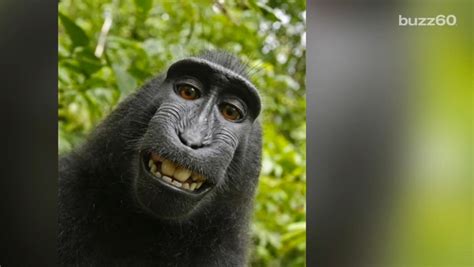 Monkey selfie copyright case for Naruto, the crested macaque, ends