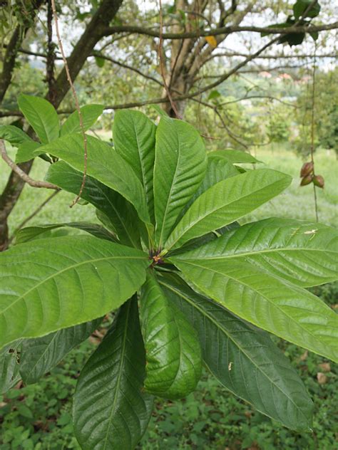 Rambai Fruit Tree (baccaurea motleyana) – Kens Nursery