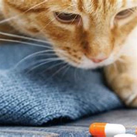 What poison can be used to kill a cat? - DIY Seattle