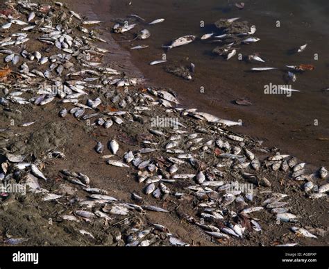 dead fish pollution garbage Stock Photo, Royalty Free Image: 14160477 - Alamy