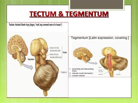 MIDBRAIN basic anatomy and applied aspects.