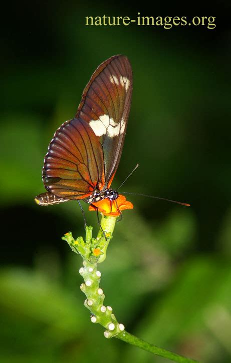 Heliconius Butterfly feeding on a flower – Nature-images.org