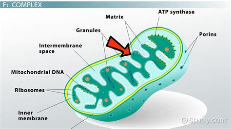 Atp Structure Labeled