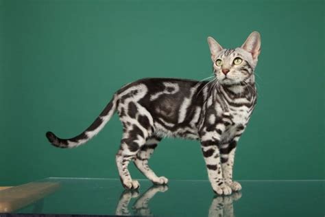 Bengal Cat Colors: Every Color & Pattern Combo You Should See - Helping ...