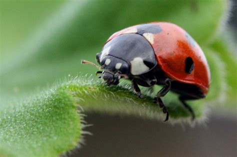 How many ladybugs can you find? The Lost Ladybug Project | Root Simple