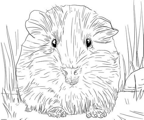 Realistic Guinea Pig coloring page - Download, Print or Color Online for Free